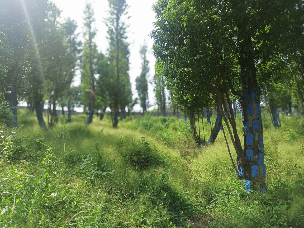 Vườn cây Dó Bầu