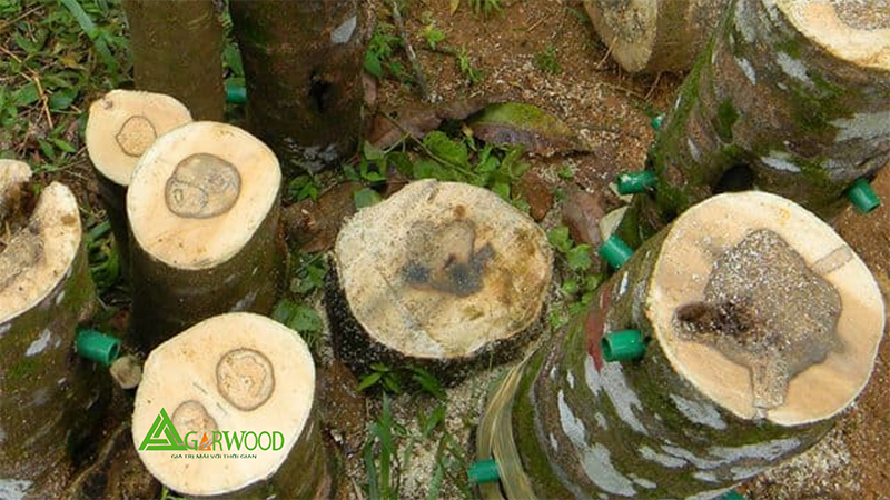 Công nghệ trầm hương sinh học