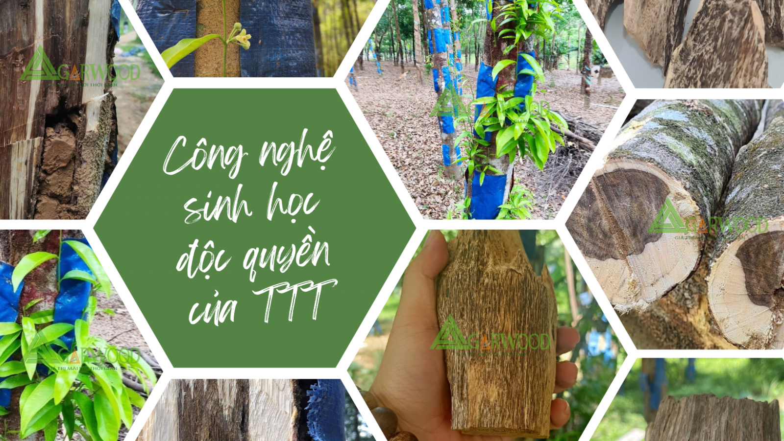 Cấy tạo trầm bằng công nghệ sinh học độc quyền của TTT