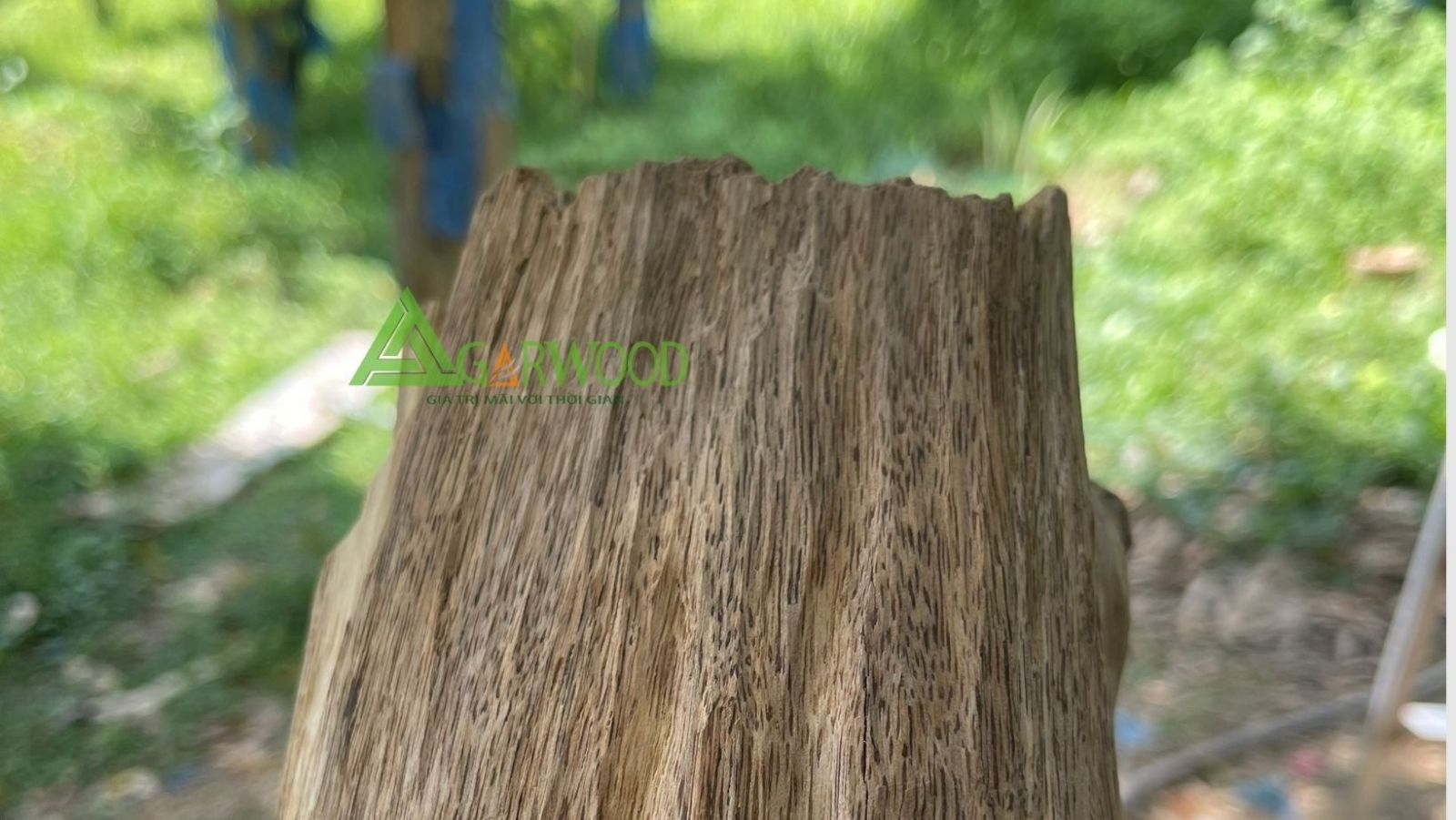 Trầm cấy tạo cũng có thể chìm nước
