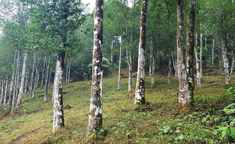 Rừng cây dó bầu ngoài tự nhiên