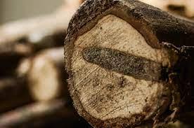 Sự hình thành trầm hương tự nhiên trải qua một khoảng thời gian khá dài
