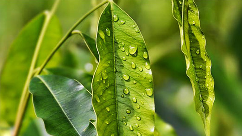 Lá trầm hương