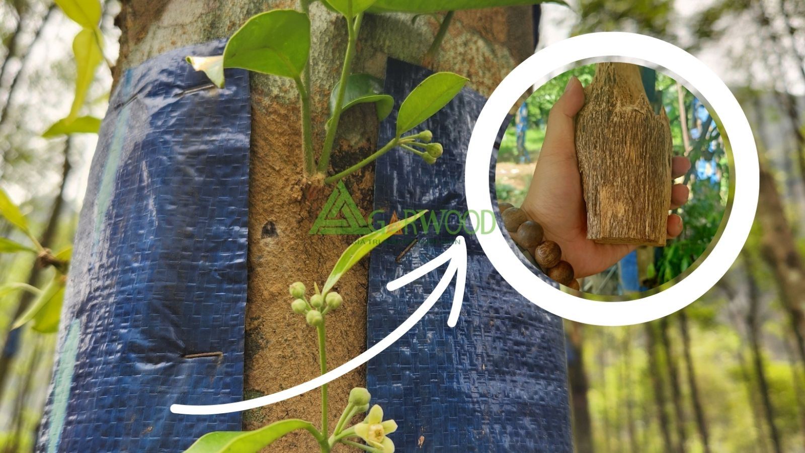 Cây Dó bầu đã được cấy tạo trầm bằng công nghệ sinh học độc quyền của TTT