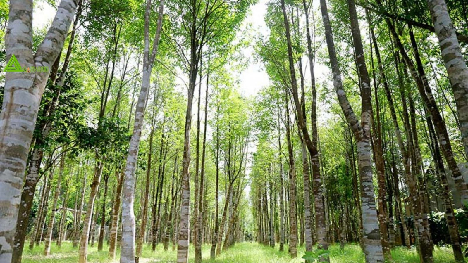Trầm hương Khánh Hòa