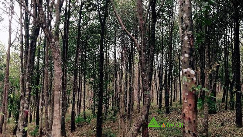 Trầm hương cấy tạo hình thành từ tác động của con người trên thân cây Dó Bầu