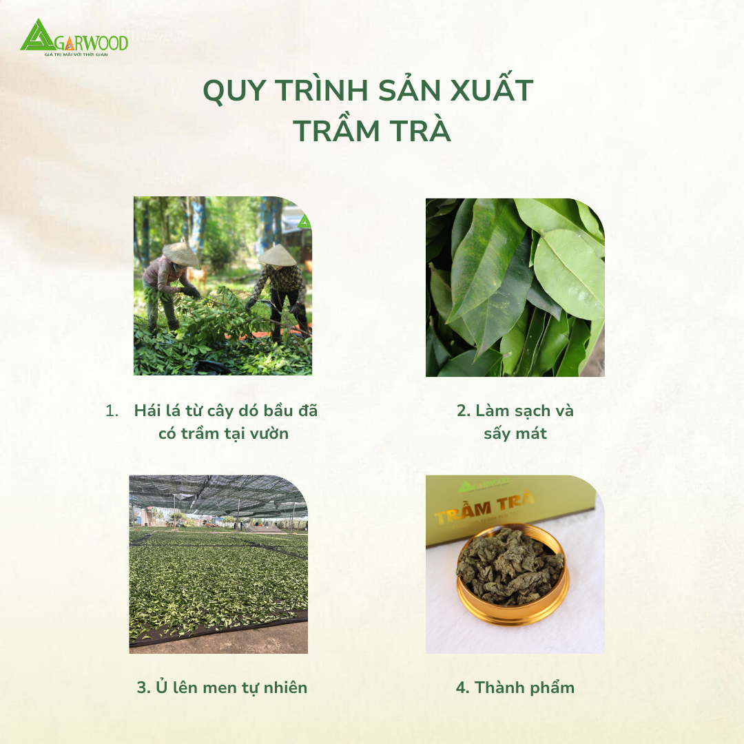 Trầm Trà Trầm Hương TTT lá dó bầu dễ uống, hỗ trợ ngủ ngon, giảm stress, thanh lọc cơ thể, hỗ trợ giải rượu