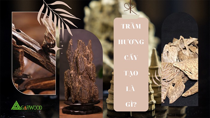 Trầm hương cấy tạo là gì? Ưu, nhược điểm của 3 phương pháp tạo trầm trên cây Dó Bầu
