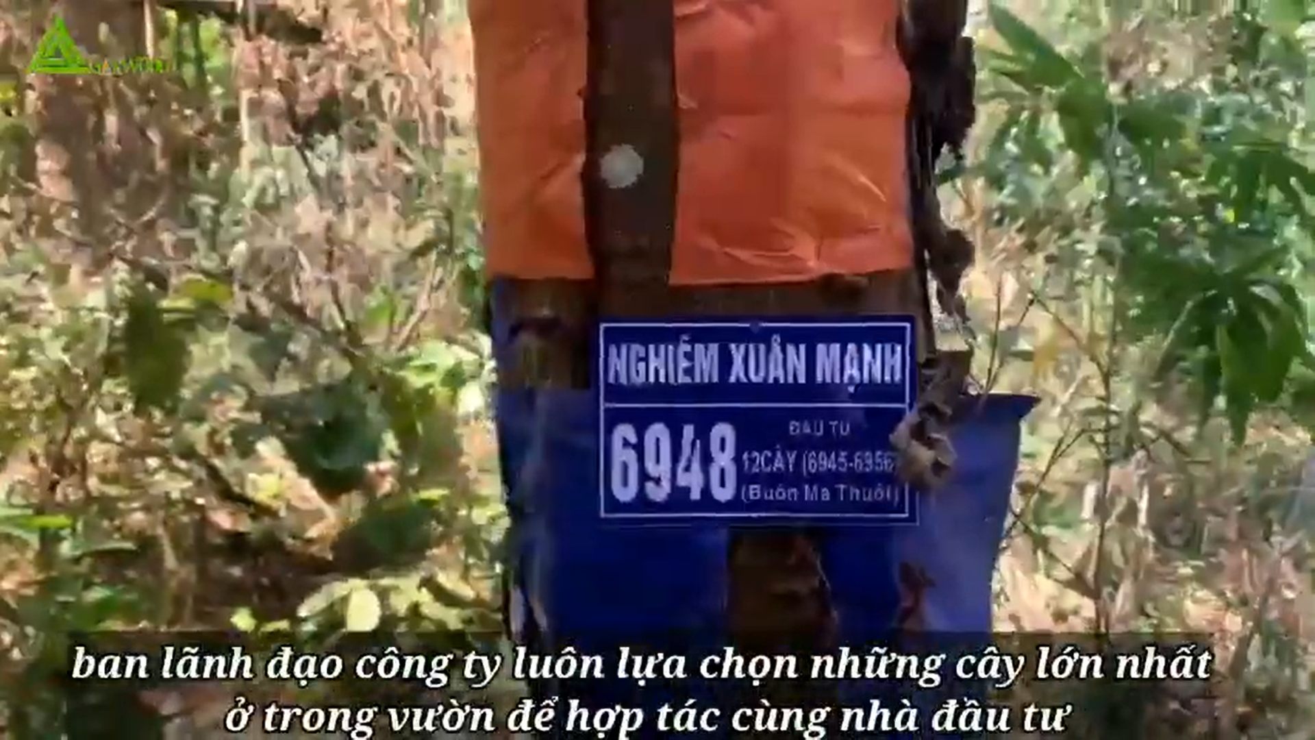 KIỂM TRA TIẾN ĐỘ TẠO TRẦM TẠI VƯỜN TRẦM BUÔN MÊ THUỘT 04/03/2022