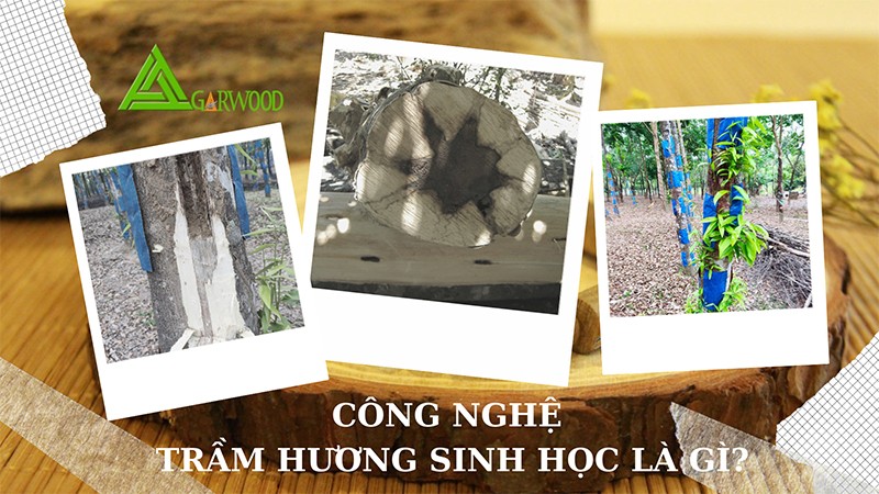 Công nghệ trầm hương sinh học là gì? Ưu, nhược điểm của công nghệ này trong cấy tạo trầm hương
