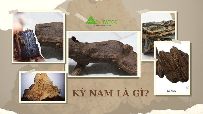Kỳ nam là gì? Cách phân biệt trầm hương và kỳ nam