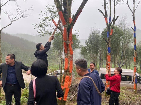 Vườn trầm  Yên Bái