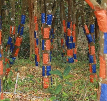 Vườn trầm Buôn Mê Thuột