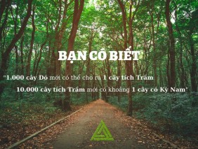GIÁ TRỊ CỦA TRẦM HƯƠNG