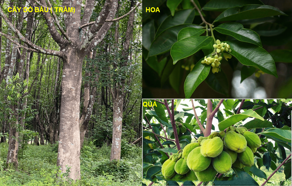 Trầm hương - Bí ẩn về một huyền thoại