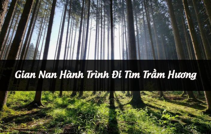 Săn trầm hương – cuộc đua làm giàu