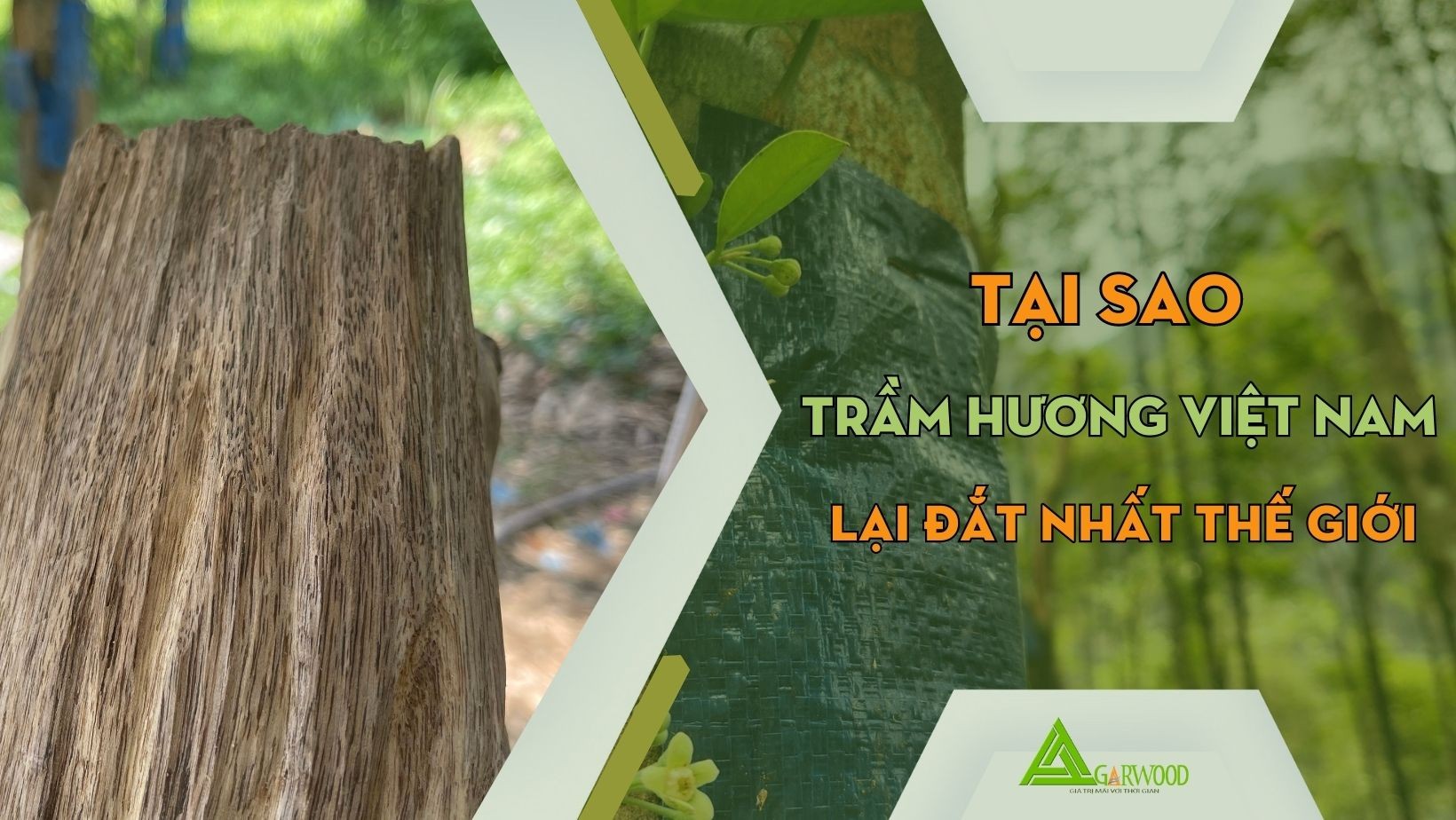 Tại sao Trầm hương Việt Nam lại đắt giá nhất thế giới?