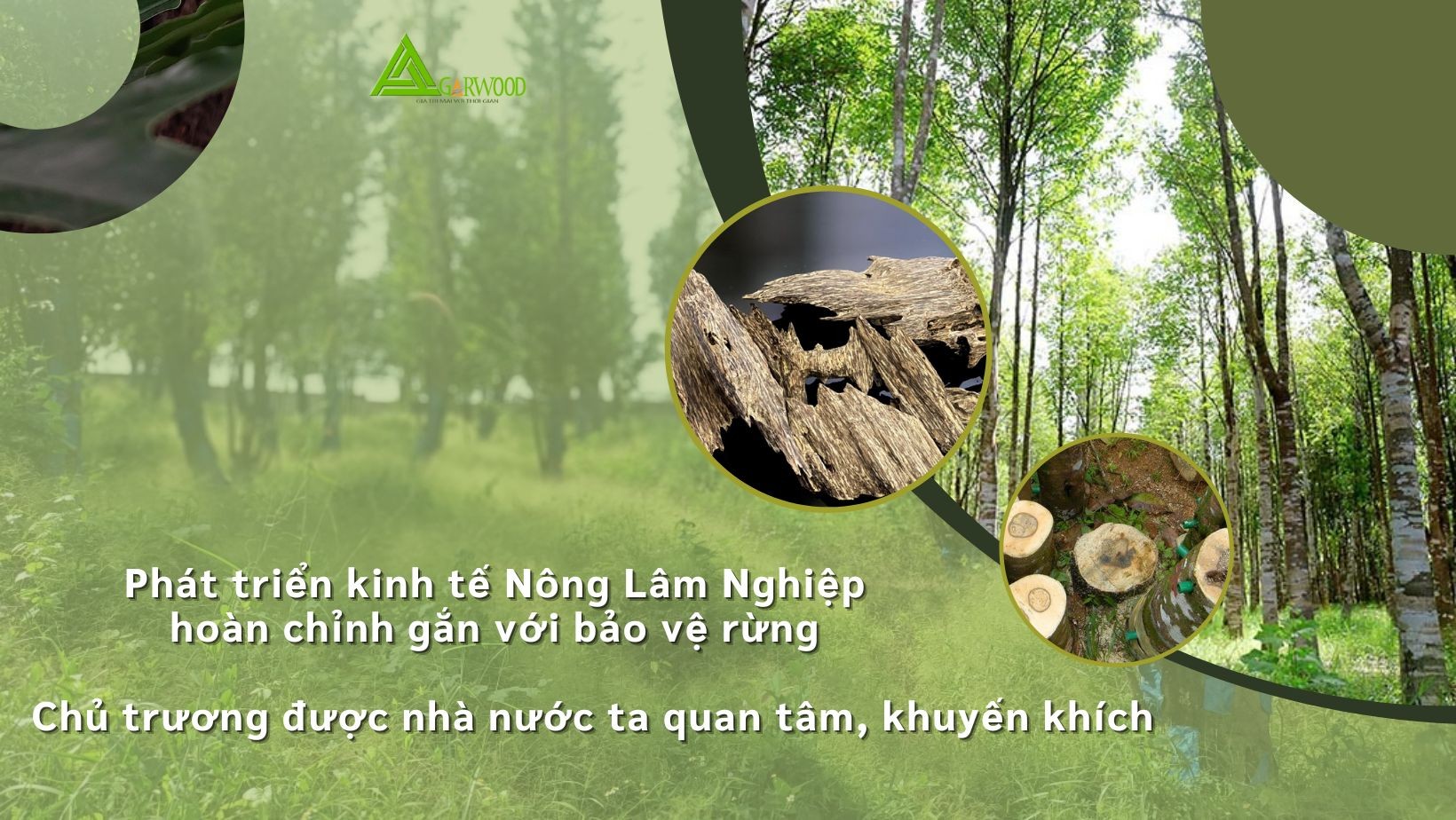 Phát triển kinh tế nông lâm nghiệp hoàn chỉnh gắn với bảo vệ rừng - Chủ trương được nhà nước ta quan tâm, khuyến khích