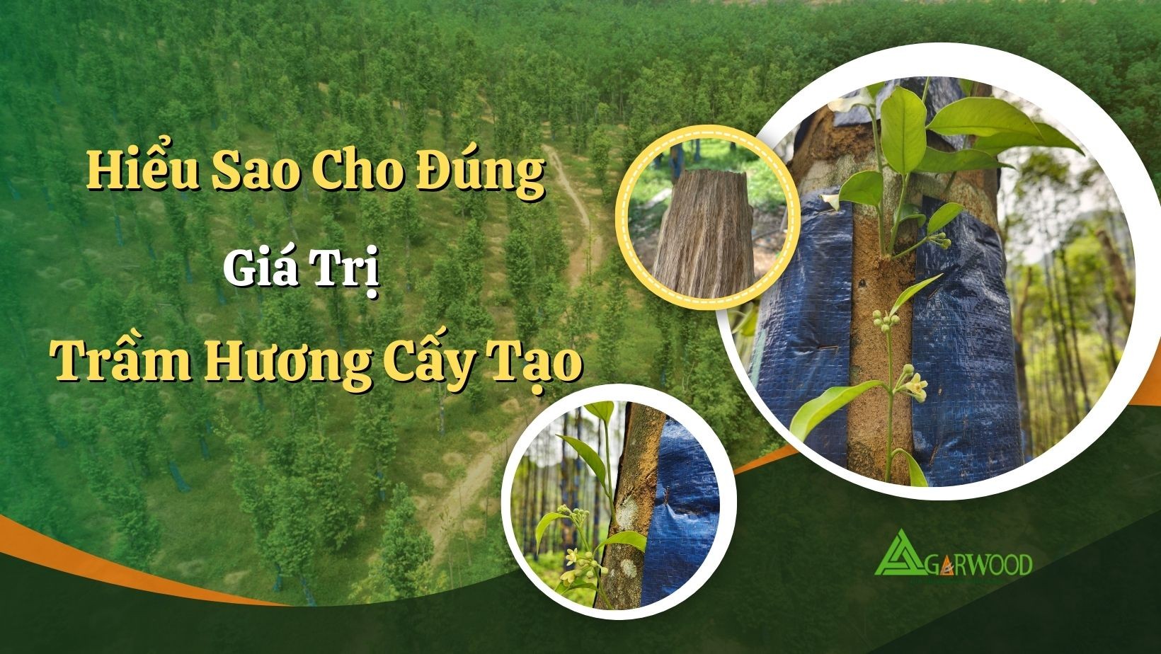 Hiểu sao cho đúng giá trị của trầm hương cấy tạo
